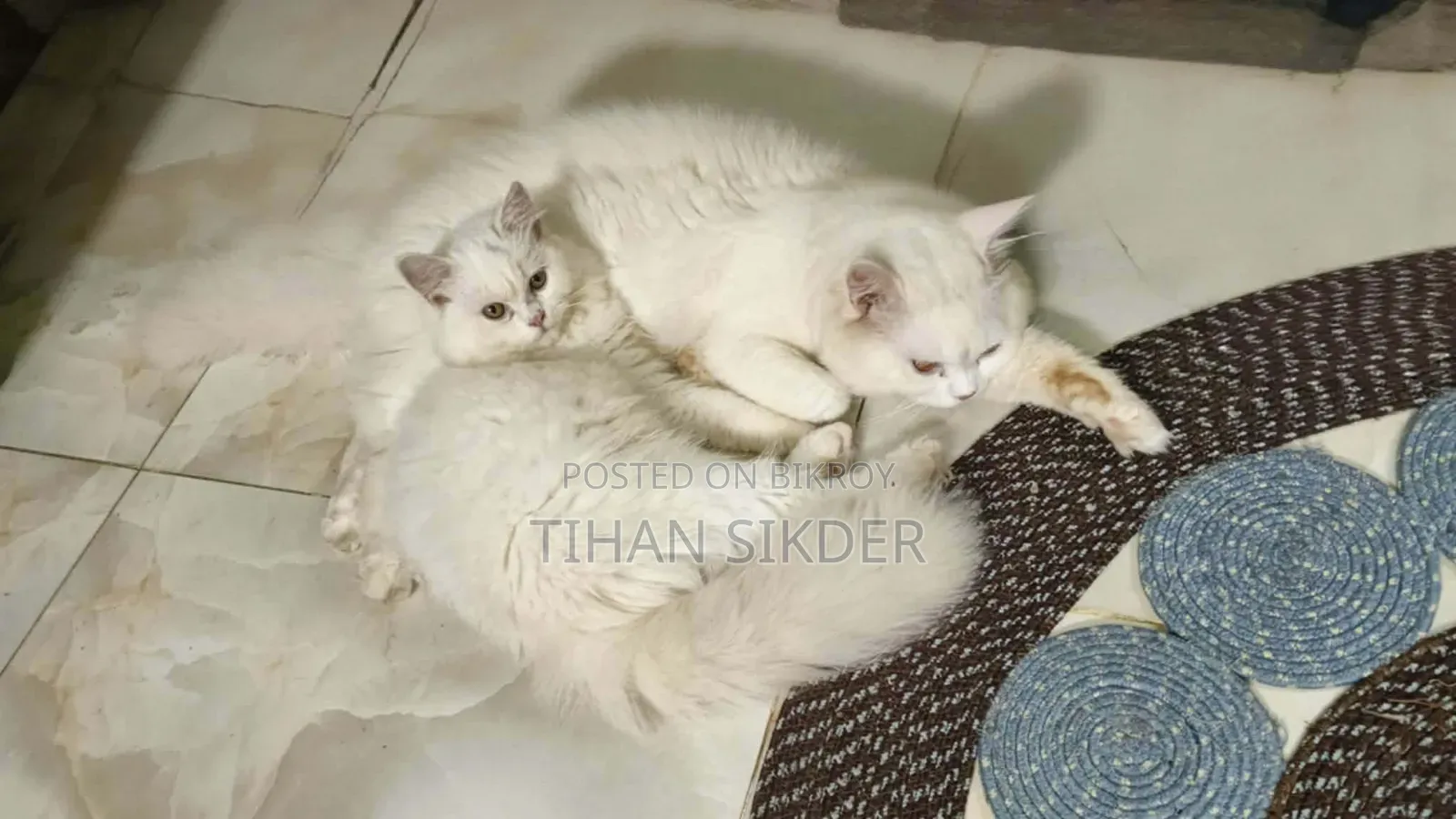 ৬-১২ মাস বয়সী ফিমেল পিওর ব্রেড পার্সিয়ান