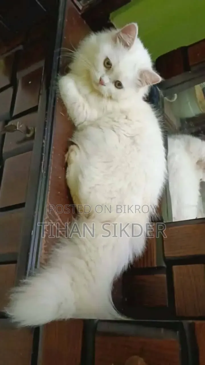 ৬-১২ মাস বয়সী ফিমেল পিওর ব্রেড পার্সিয়ান