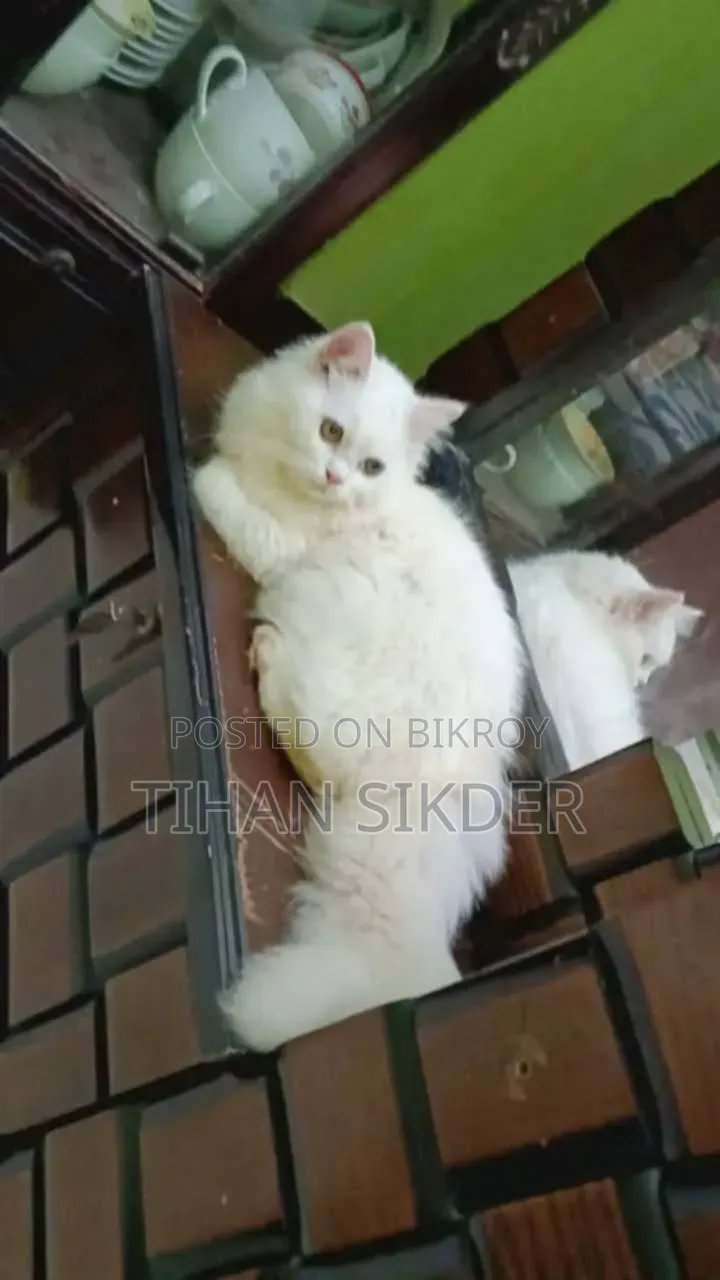 ৬-১২ মাস বয়সী ফিমেল পিওর ব্রেড পার্সিয়ান