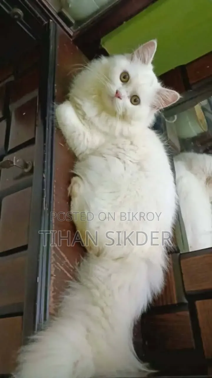 ৬-১২ মাস বয়সী ফিমেল পিওর ব্রেড পার্সিয়ান