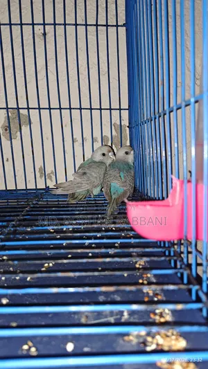 Budgie for sale