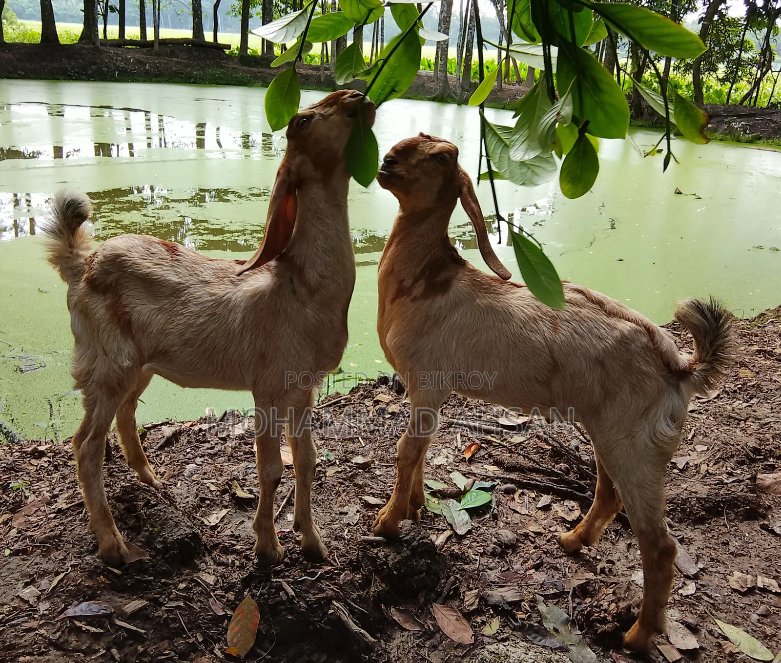 1 Pair Baby Goat