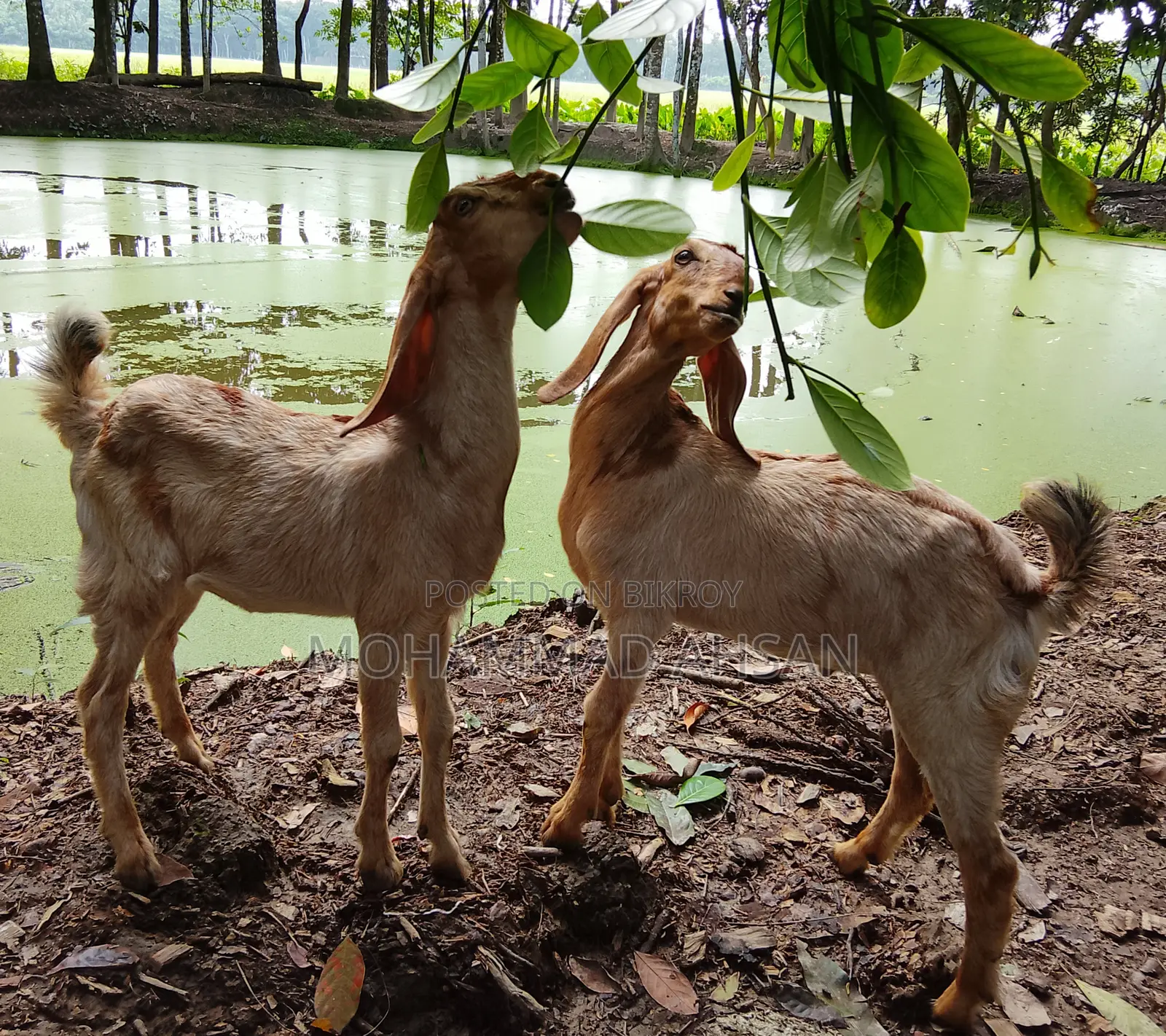 1 Pair Baby Goat