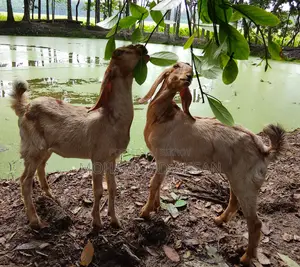 1 Pair Baby Goat