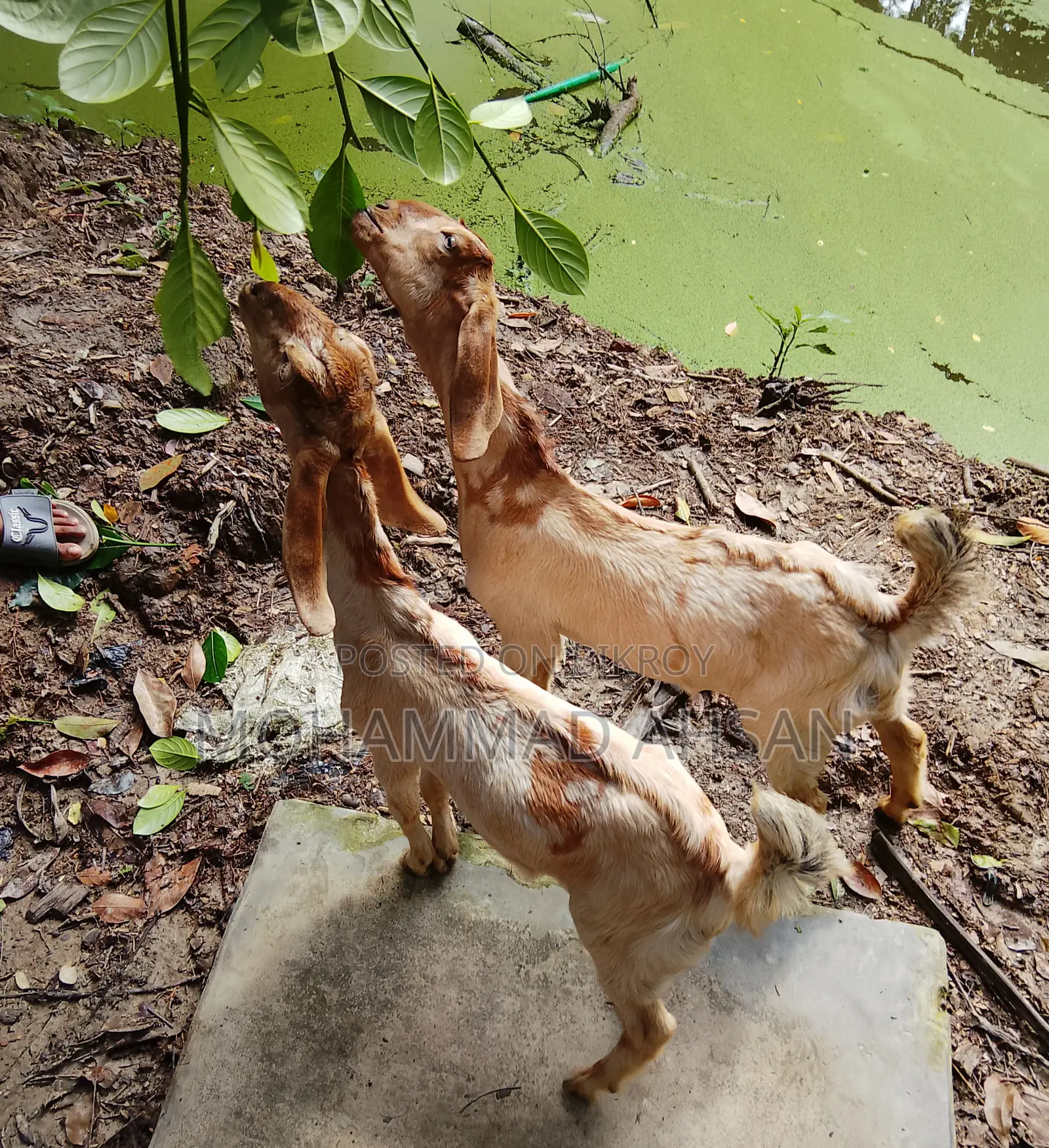 1 Pair Baby Goat