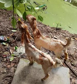 1 Pair Baby Goat