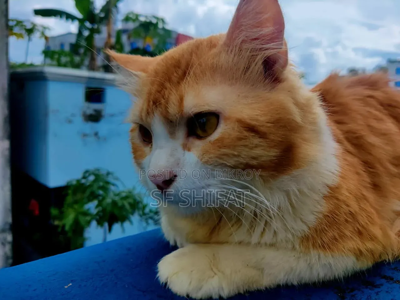 1+ Year Male Purebred Persian