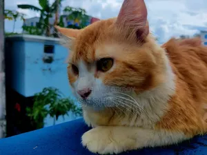 1+ Year Male Purebred Persian