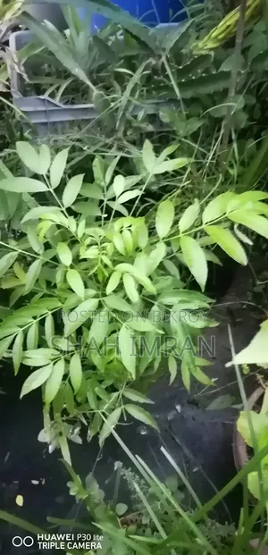 All-season Hog Plum tree