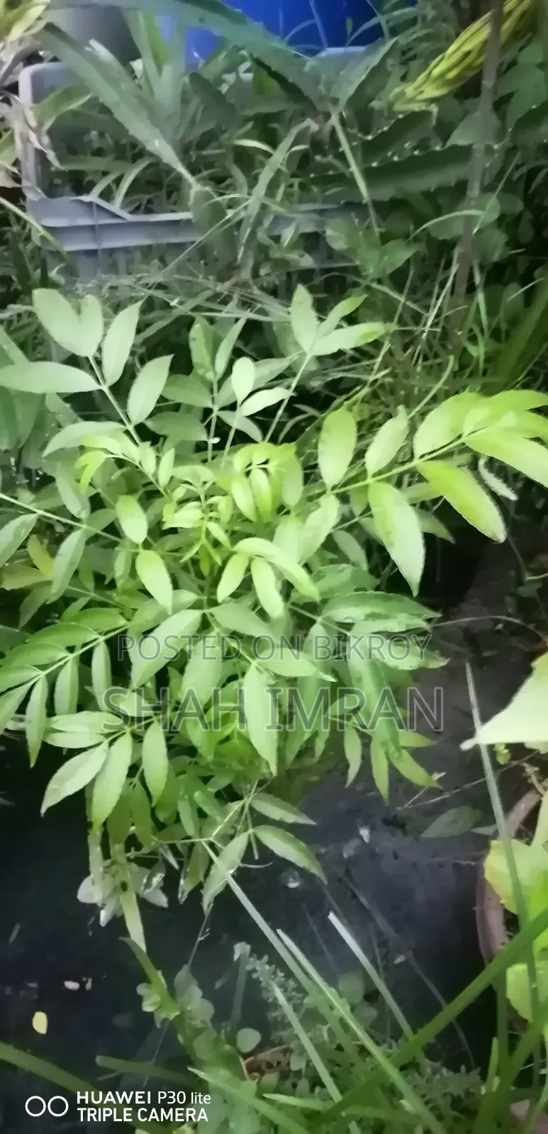 All-season Hog Plum tree