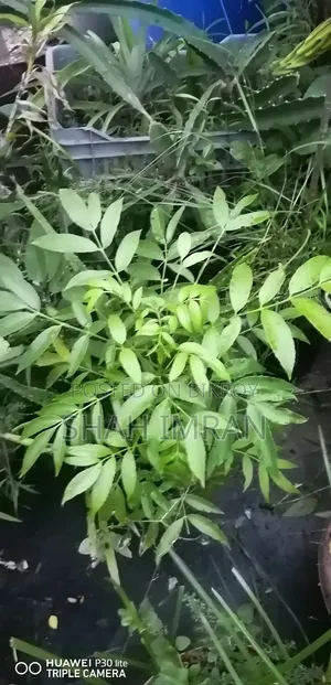 All-season Hog Plum tree