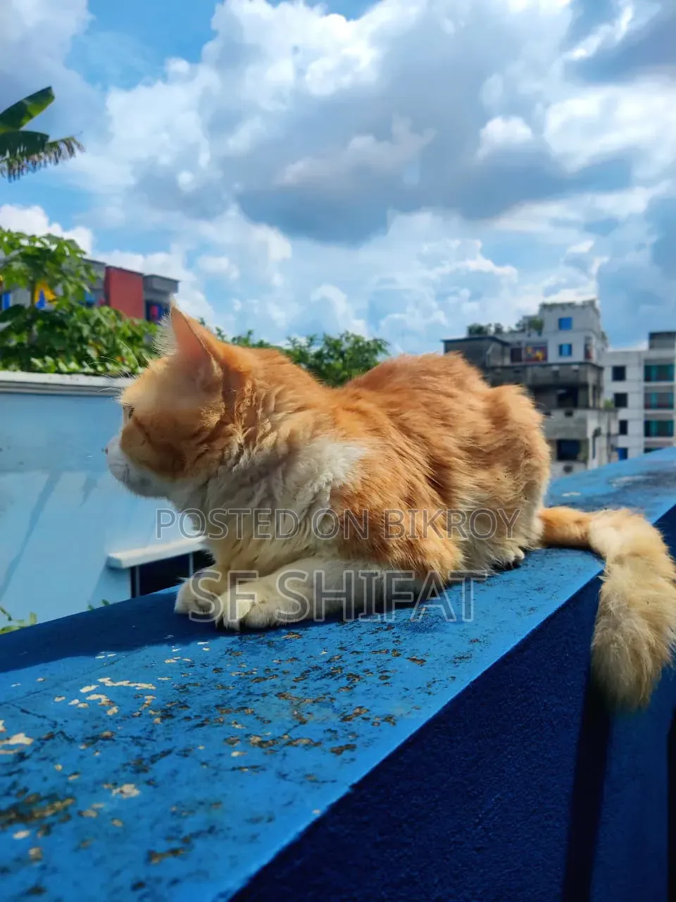 1+ Year Male Purebred Persian