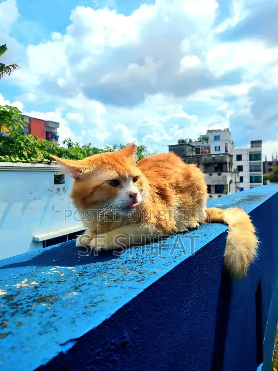 1+ Year Male Purebred Persian