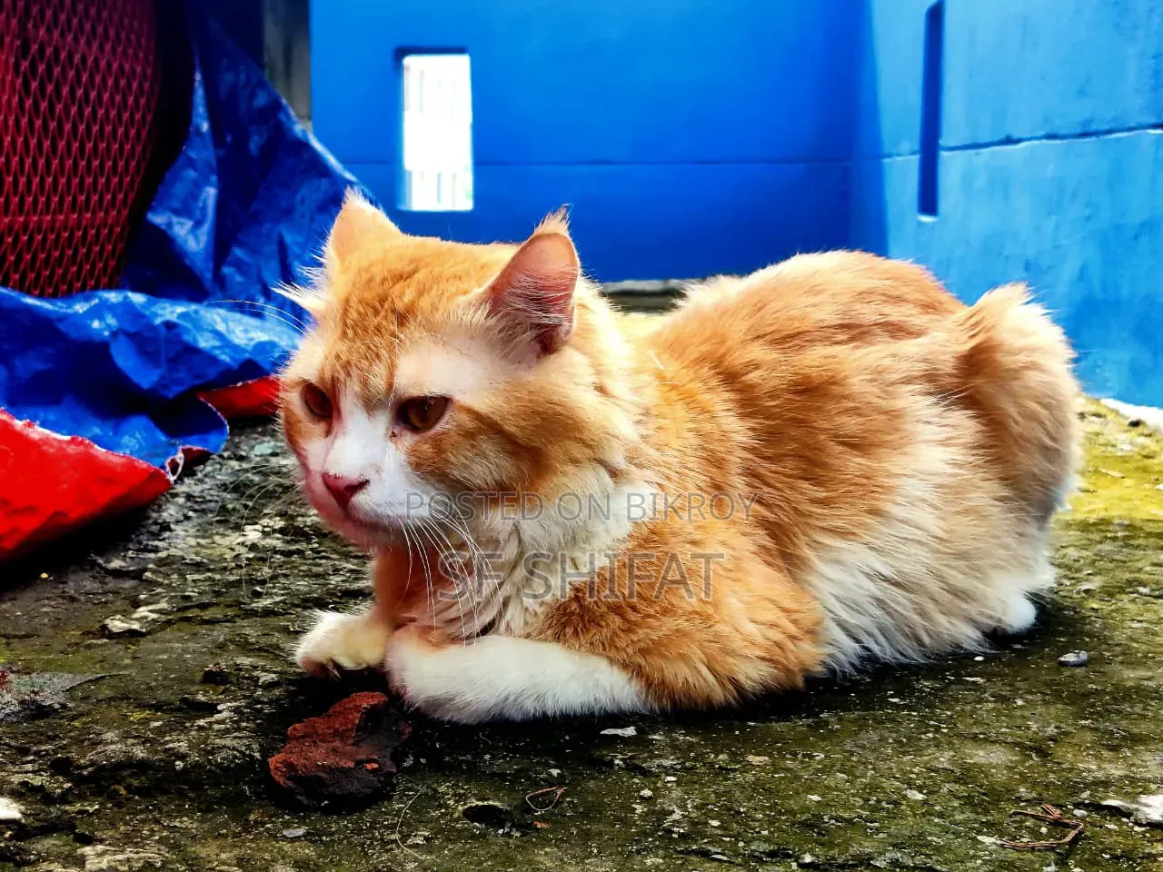 1+ Year Male Purebred Persian