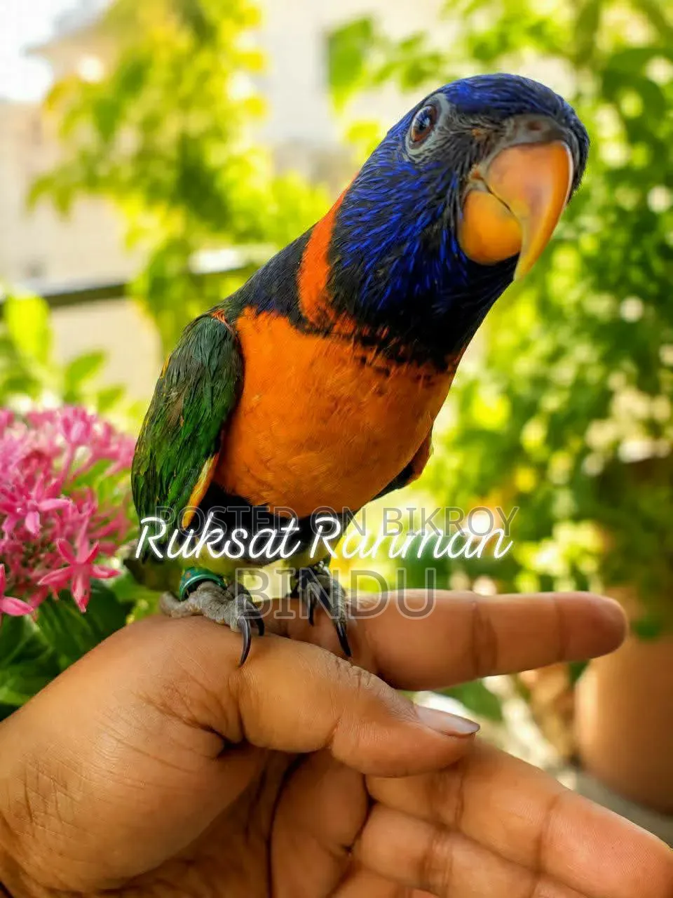 রেড কলার লরিকিট