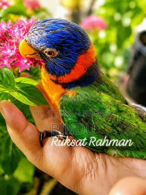 রেড কলার লরিকিট