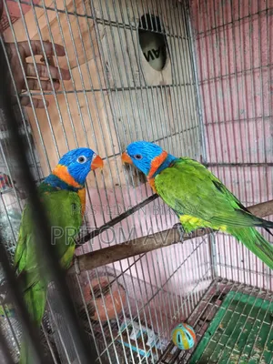 লাল রঙের লরিকিট