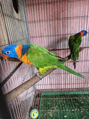 লাল রঙের লরিকিট