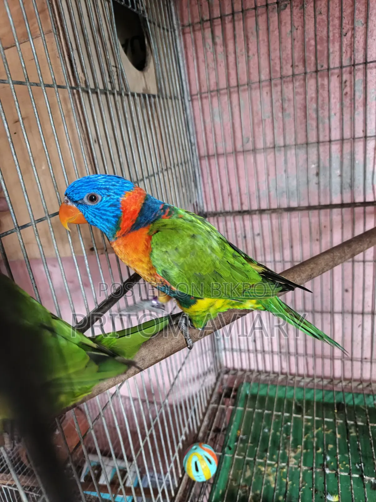 লাল রঙের লরিকিট