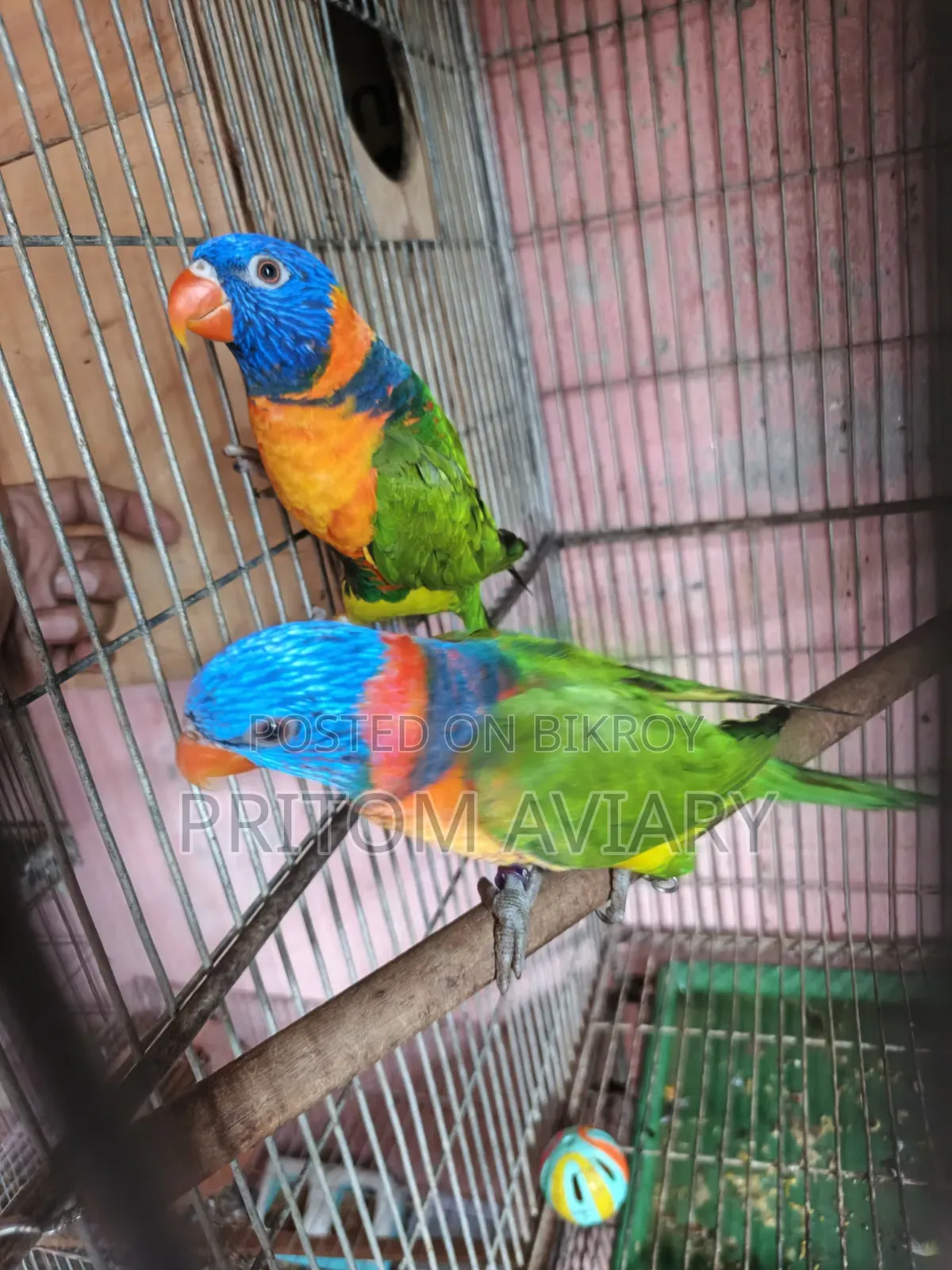 লাল রঙের লরিকিট