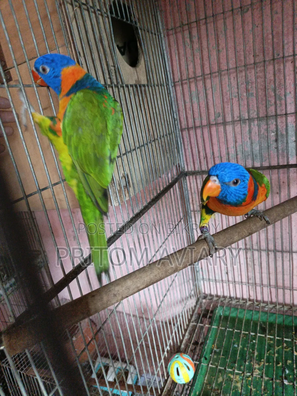লাল রঙের লরিকিট