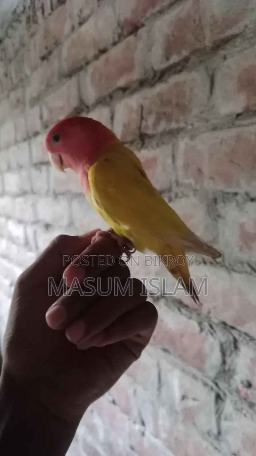 Love Bird Pakhi