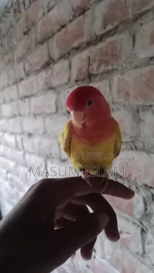Love Bird Pakhi