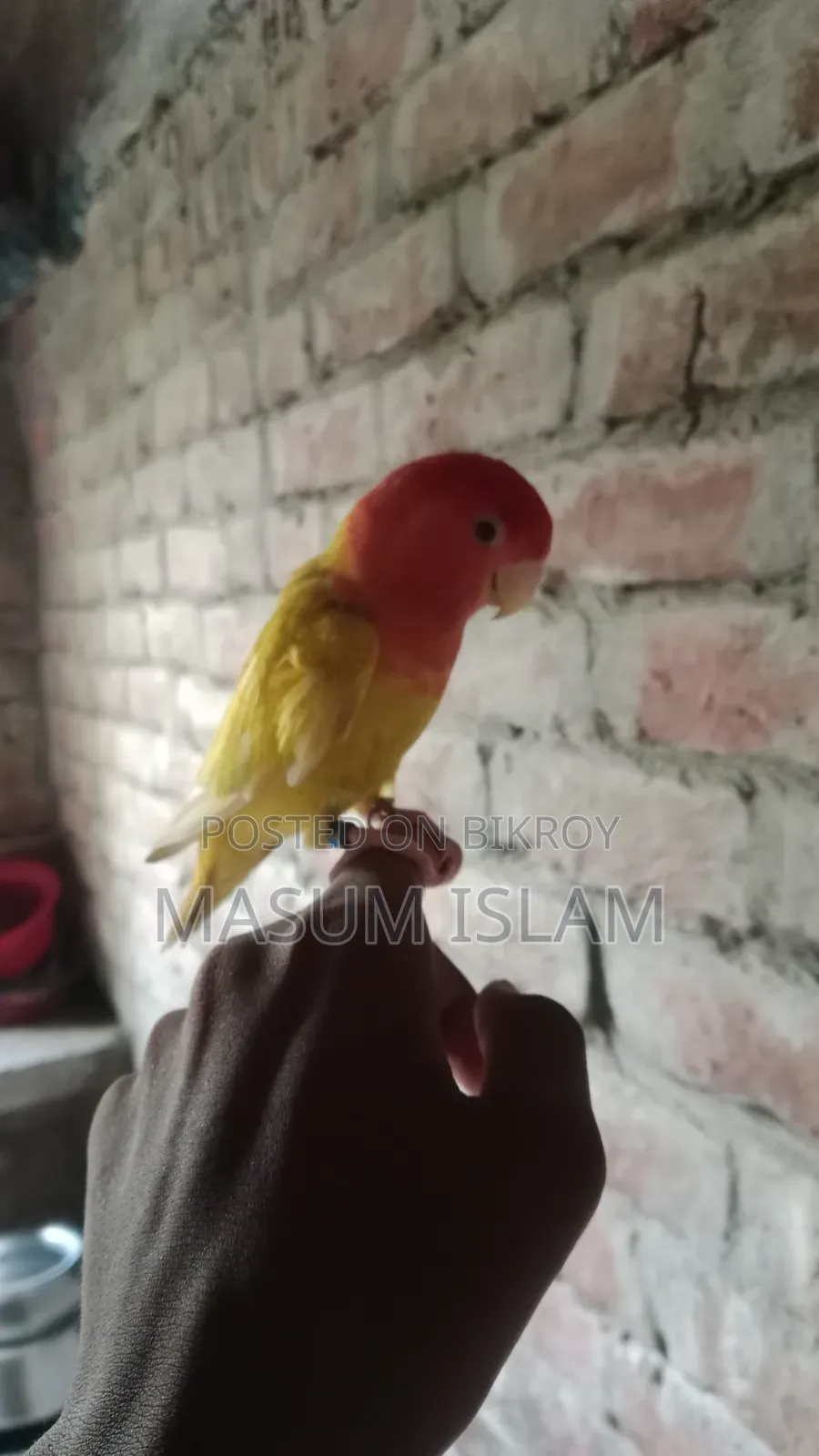 Love Bird Pakhi