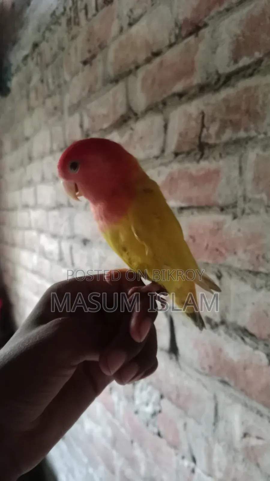 Love Bird Pakhi