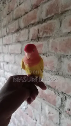 Love Bird Pakhi