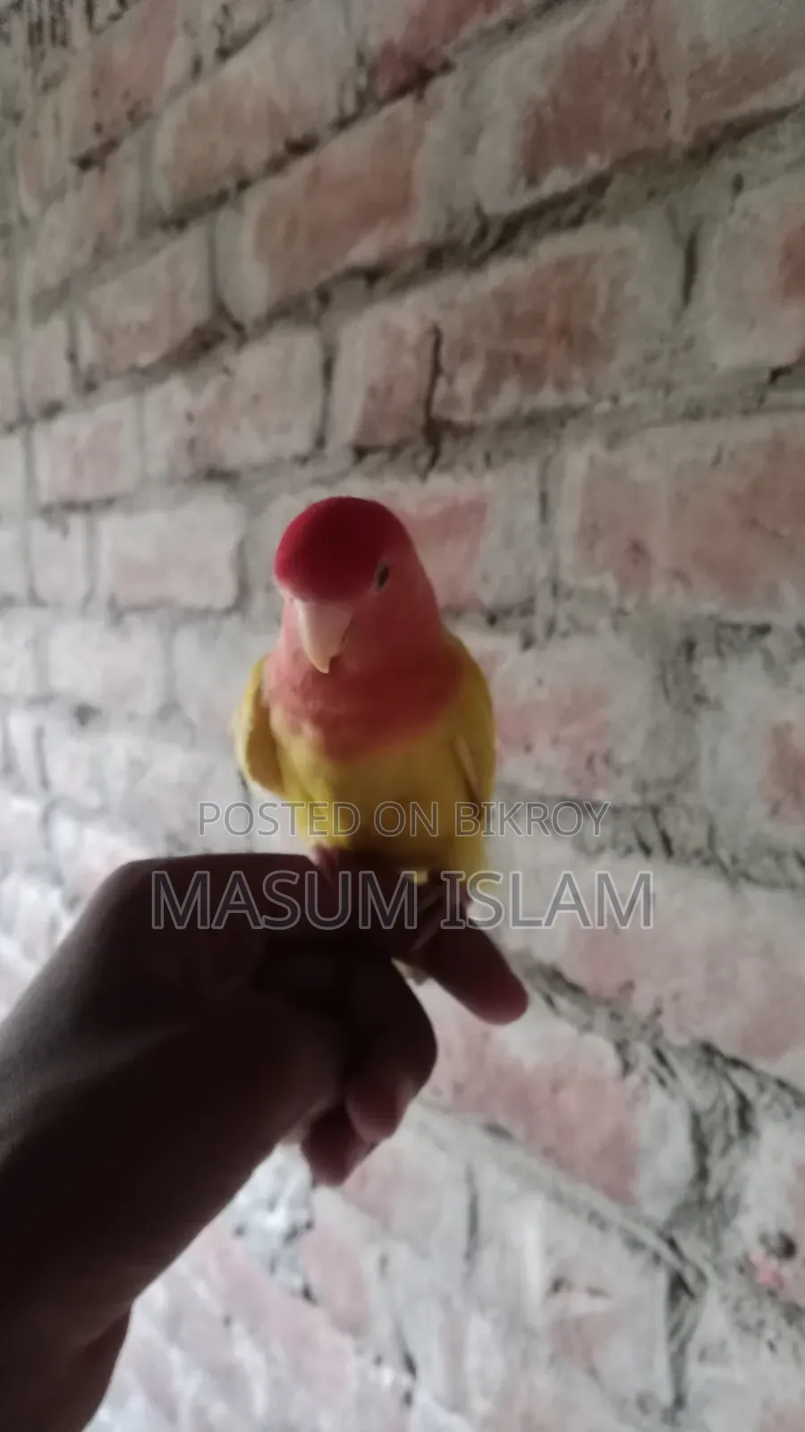 Love Bird Pakhi