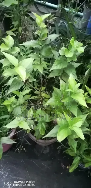 Shiuli Flower Tree