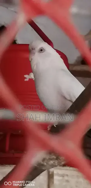 Albino Budgerigar