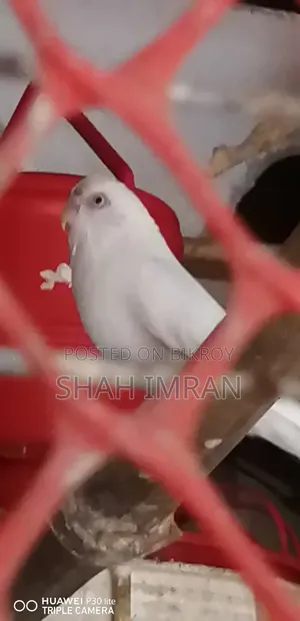 Albino Budgerigar
