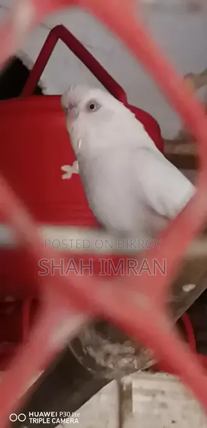 Albino Budgerigar