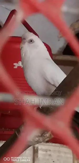 Albino Budgerigar