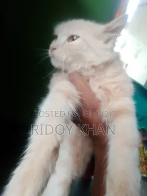 3-6 Months Female Purebred Persian