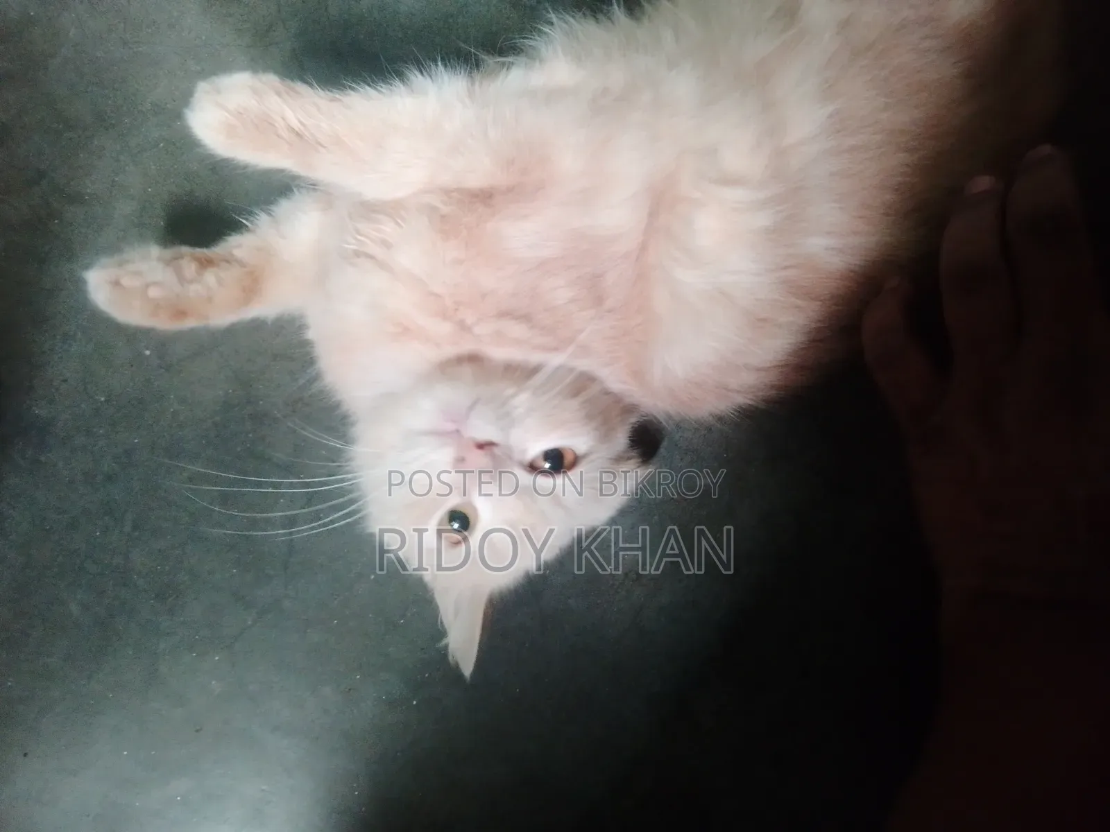 3-6 Months Female Purebred Persian
