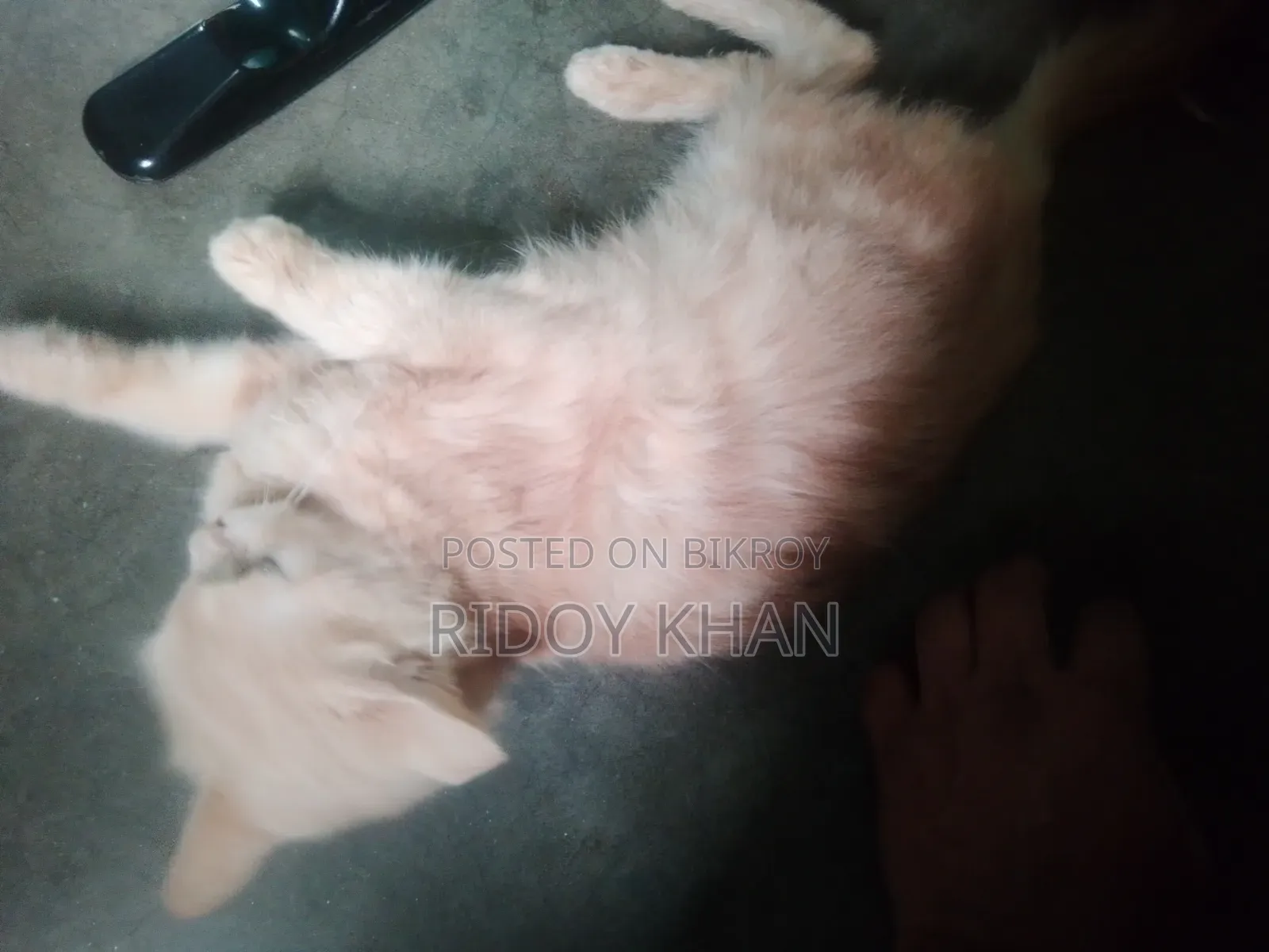 3-6 Months Female Purebred Persian