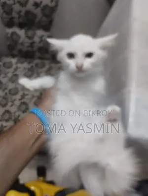 1-3 Months Female Purebred Persian