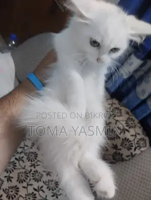 1-3 Months Female Purebred Persian