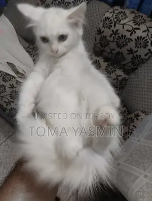 1-3 Months Female Purebred Persian