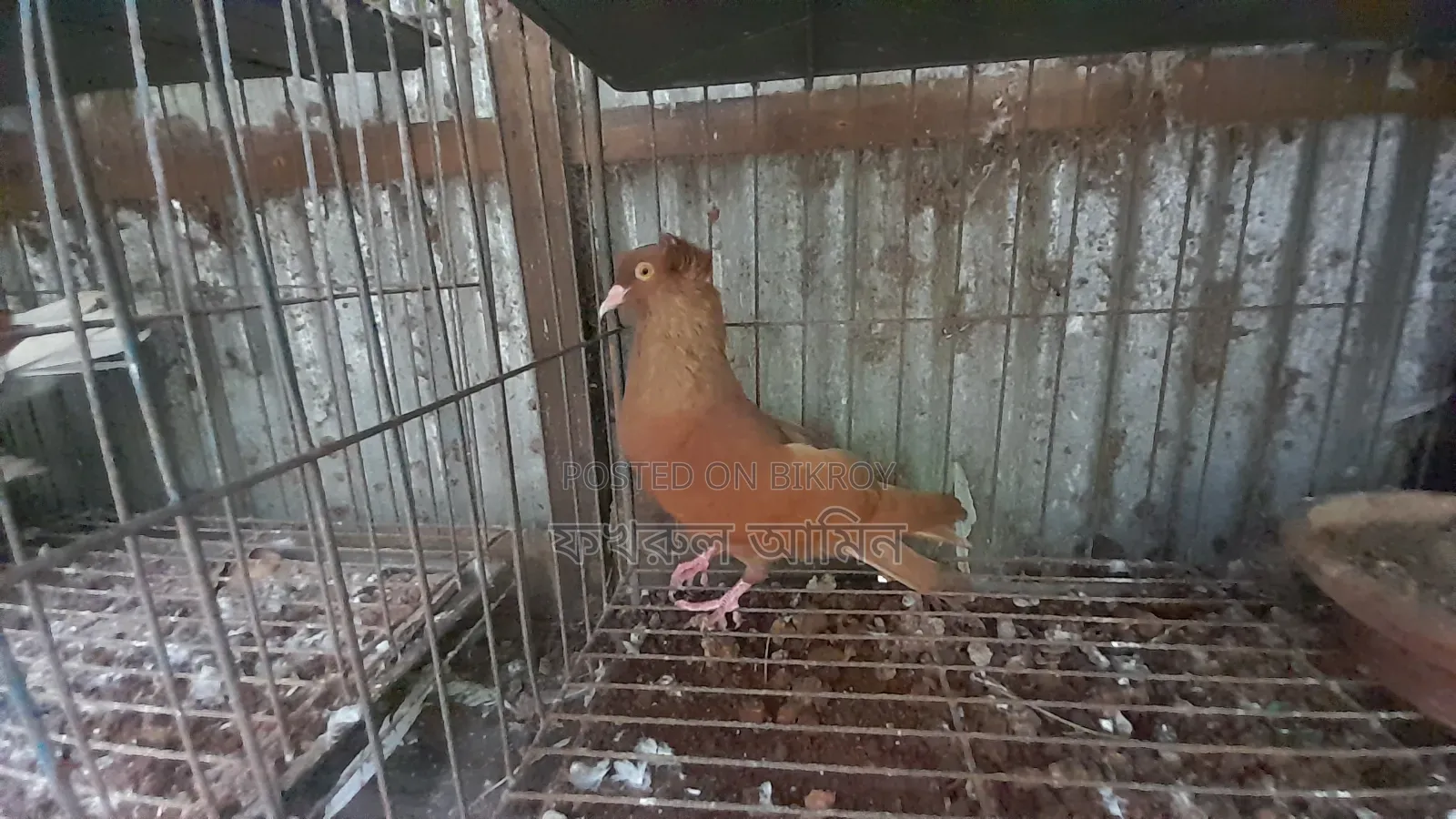 লাল বোম্বাই নর কবুতর