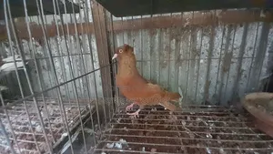 লাল বোম্বাই নর কবুতর