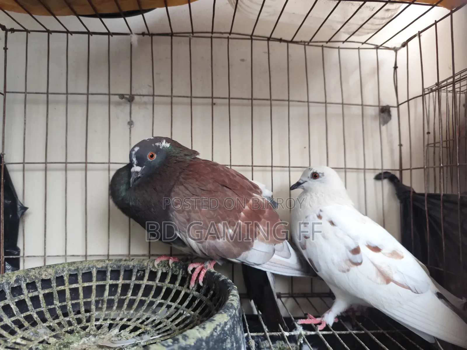 Pigeons for Sale