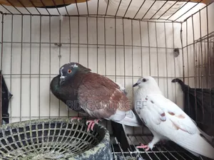Pigeons for Sale