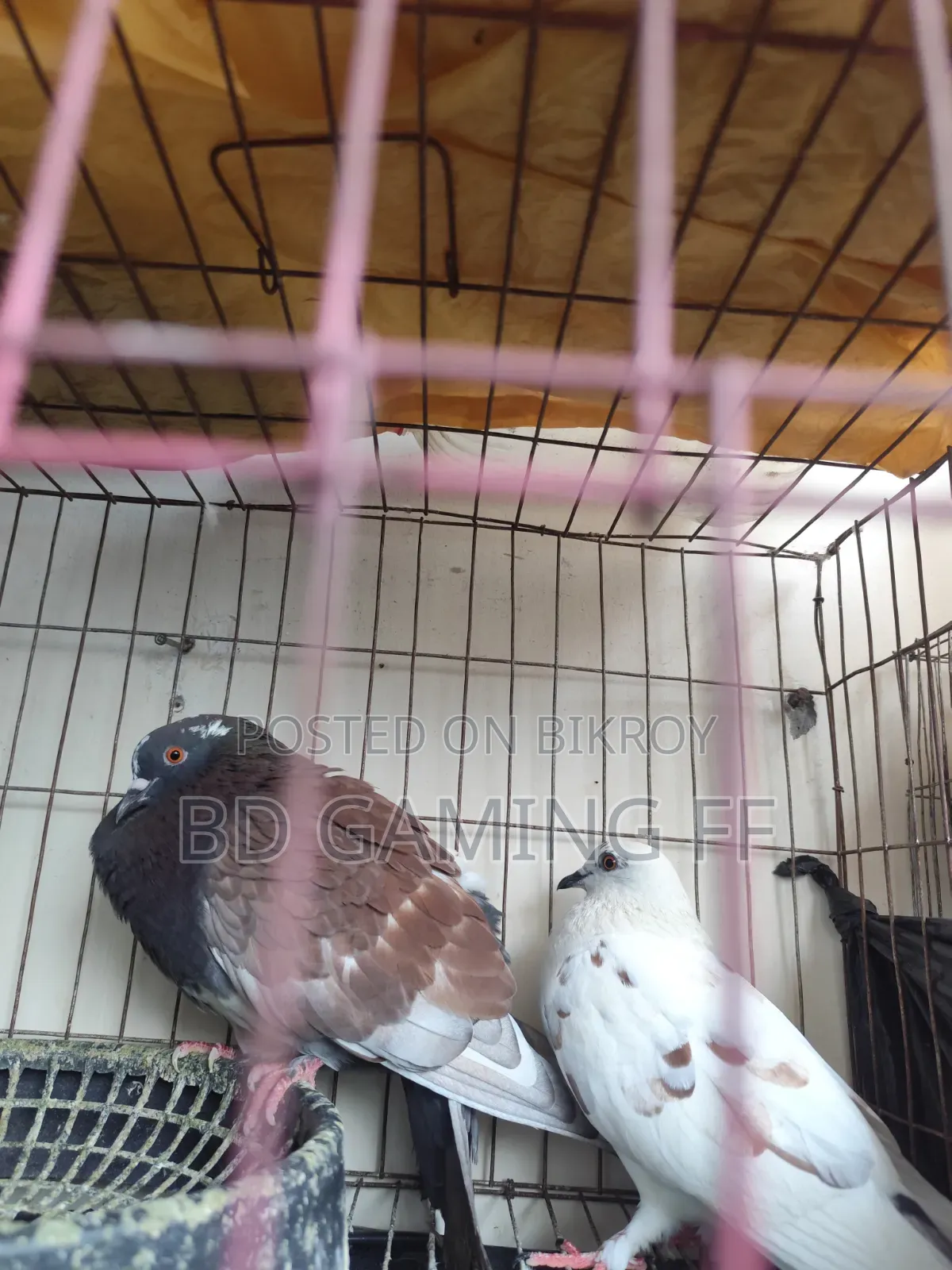 Pigeons for Sale