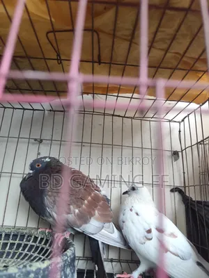 Pigeons for Sale