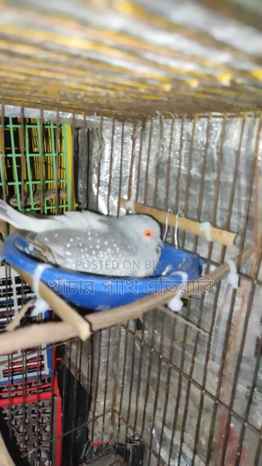Diamond Dove ডায়মন্ড ডাব
