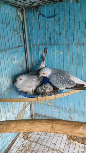 Diamond Dove ডায়মন্ড ডাব